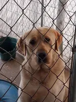 AKC YELLOW MALE , a male Labrador Retriever for sale in Grand River, IA – Photo 3 of 9