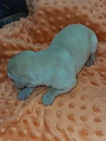 AKC YELLOW MALE , a male Labrador Retriever for sale in Grand River, IA – Photo 2 of 9