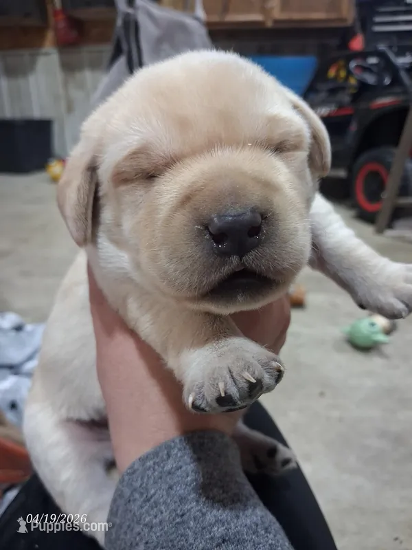AKC YELLOW MALE  – Labrador Retriever puppy for sale in Grand River, IA