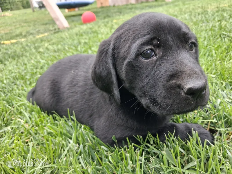 Akc black female  – Labrador Retriever puppy for sale in Grand River, IA