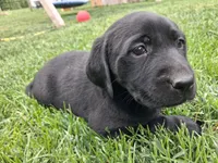 Akc black female , a female Labrador Retriever for sale in Grand River, IA – 1 of 7