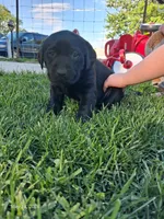 Akc black female , a female Labrador Retriever for sale in Grand River, IA – 4 of 7