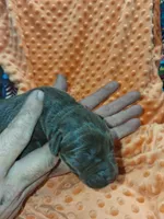 AKC CHOCOLATE FEMALE, a female Labrador Retriever for sale in Grand River, IA – Photo 2 of 9