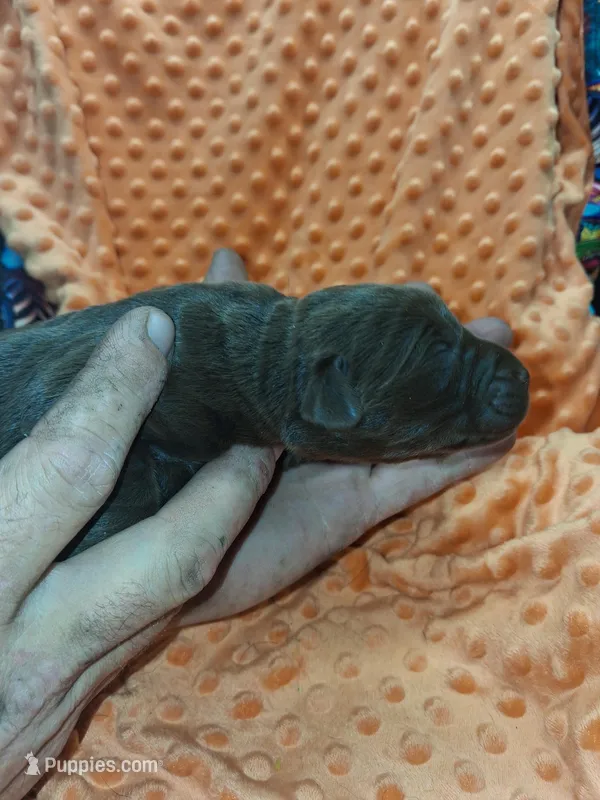 AKC CHOCOLATE FEMALE – Labrador Retriever puppy for sale in Grand River, IA