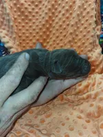 AKC CHOCOLATE FEMALE, a female Labrador Retriever for sale in Grand River, IA – Photo 1 of 9