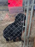 AKC CHOCOLATE FEMALE, a female Labrador Retriever for sale in Grand River, IA – Photo 4 of 9