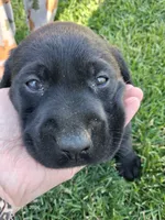 Akc black female , a female Labrador Retriever for sale in Grand River, IA – 5 of 7
