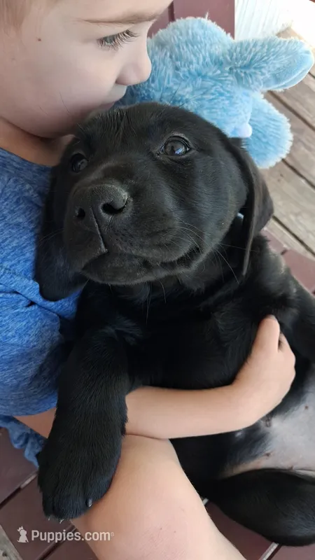 Akc black female  – Labrador Retriever puppy on hold in Grand River, IA