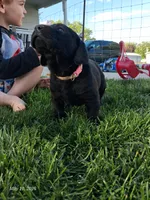 Akc black female , a female Labrador Retriever for sale in Grand River, IA – 2 of 7
