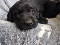 AKC Black FEMALE, a female Labrador Retriever for sale in Grand River, IA – 1 of 5