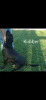 AKC Black FEMALE, a female Labrador Retriever for sale in Grand River, IA – 3 of 5