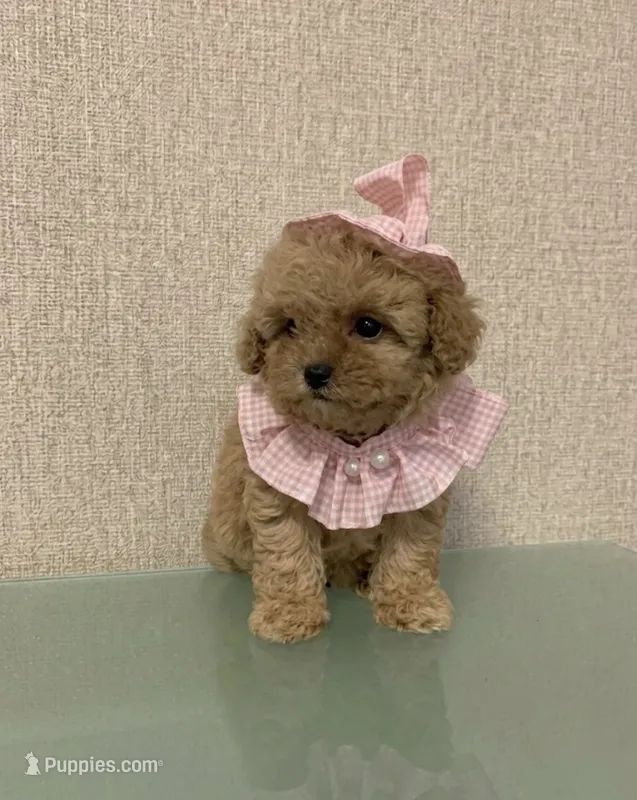 Canelita – Poodle - Toy  puppy for sale in Los Angeles, CA