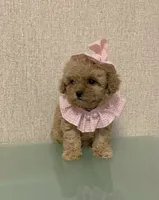 Canelita, a female Poodle - Toy  for sale in Los Angeles, CA – 1 of 1