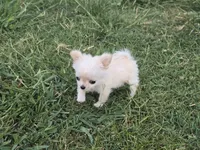 TEACUP SUNNIE, a female Chihuahua for sale in Poteau, OK – 3 of 3