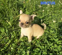 TEACUP BRUTUS, a male Chihuahua for sale in Poteau, OK – Photo 3 of 7