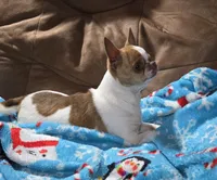 TEACUP BRUTUS, a male Chihuahua for sale in Poteau, OK – Photo 7 of 7