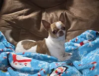 TEACUP BRUTUS, a male Chihuahua for sale in Poteau, OK – Photo 6 of 7