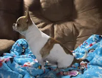 TEACUP BRUTUS, a male Chihuahua for sale in Poteau, OK – Photo 5 of 7