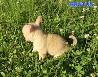 TEACUP BRUTUS, a male Chihuahua for sale in Poteau, OK – Photo 4 of 7