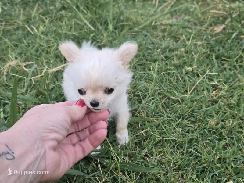 TEACUP ARIEL – Chihuahua puppy for sale in Poteau, OK