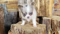 PAISLEY, a female Chihuahua for sale in Poteau, OK – Photo 1 of 2
