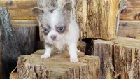 PAISLEY, a female Chihuahua for sale in Poteau, OK – Photo 2 of 2