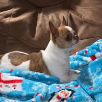 TEACUP SELENA, a female Chihuahua for sale in Poteau, OK – Photo 3 of 3