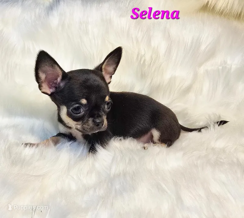 TEACUP SELENA