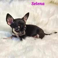 TEACUP SELENA, a female Chihuahua for sale in Poteau, OK – Photo 1 of 3