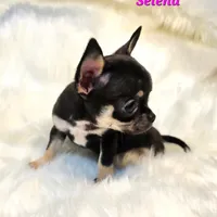 TEACUP SELENA, a female Chihuahua for sale in Poteau, OK – Photo 2 of 3