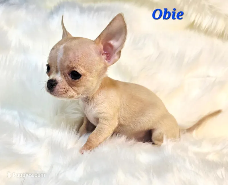 TINY TEACUP OBIE