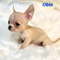 TINY TEACUP OBIE, a male Chihuahua for sale in Poteau, OK – Photo 1 of 3