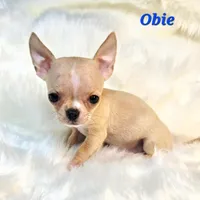 TINY TEACUP OBIE, a male Chihuahua for sale in Poteau, OK – Photo 2 of 3