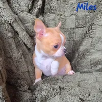TINY Miles, a male Chihuahua for sale in Poteau, OK – Photo 3 of 7
