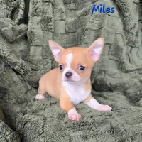 TINY Miles, a male Chihuahua for sale in Poteau, OK – Photo 2 of 7