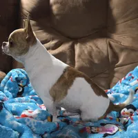 TINY Miles, a male Chihuahua for sale in Poteau, OK – Photo 5 of 7