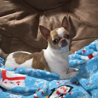 TINY Miles, a male Chihuahua for sale in Poteau, OK – Photo 6 of 7