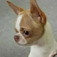 TINY Miles, a male Chihuahua for sale in Poteau, OK – Photo 7 of 7