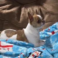 TINY Miles, a male Chihuahua for sale in Poteau, OK – Photo 4 of 7