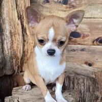 TINY Miles, a male Chihuahua for sale in Poteau, OK – Photo 1 of 7