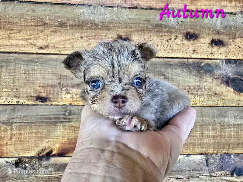 TINY AUTUMN – Chihuahua puppy for sale in Poteau, OK