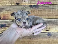 TINY AUTUMN, a female Chihuahua for sale in Poteau, OK – 2 of 3