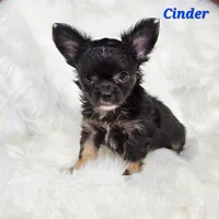 TOY CINDER, a male Chihuahua for sale in Poteau, OK – Photo 1 of 3