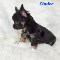 TOY CINDER, a male Chihuahua for sale in Poteau, OK – Photo 2 of 3