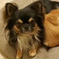 TOY CINDER, a male Chihuahua for sale in Poteau, OK – Photo 3 of 3