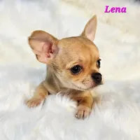 TEACUP LENA, a female Chihuahua for sale in Poteau, OK – Photo 2 of 3