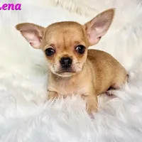 TEACUP LENA, a female Chihuahua for sale in Poteau, OK – Photo 1 of 3