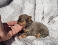 Tiny Violet, a female Chihuahua for sale in Poteau, OK – Photo 3 of 3
