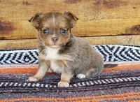 Tiny Violet, a female Chihuahua for sale in Poteau, OK – Photo 1 of 3