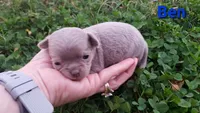 TINY Ben, a male Chihuahua for sale in Poteau, OK – Photo 3 of 4